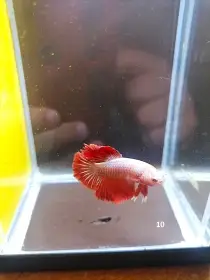Betta Splendens - odchov