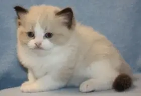 Ragdoll koťátka