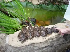 Mauremys annamensis