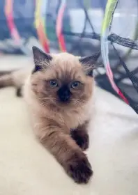 Koťátka Ragdoll
