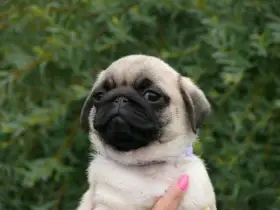 Mops - Štěňátko