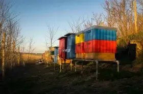 Akátový, Lesní, Květový med