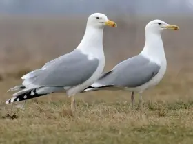 Racek bělohlavý