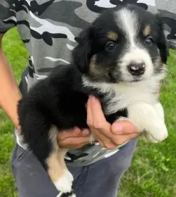 Fenky, pejsek v typu border kolie