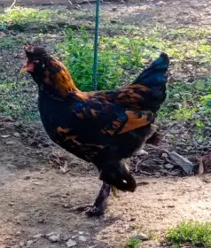 Pavlovská slepice kohout
