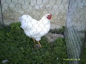 Kohouti Wyandot velkých