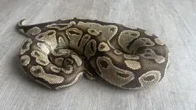 Krajta Královská samice Fire