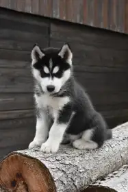 Pejsek sibiřský husky
