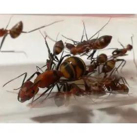 Camponotus habereri, královna s dělnicemi