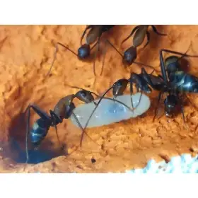 Dělnice Camponotus haberreri