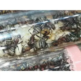 Kolonie C. habereri ve formikáriu