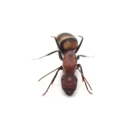 Camponotus habereri - královna