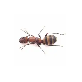Camponotus habereri - královna