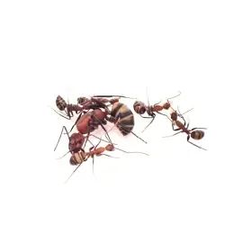 Camponotus habereri - dělnice s královnou