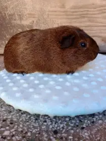 Hamlet