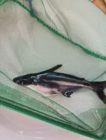 Pangas spodnooký (sumeček žraločí)