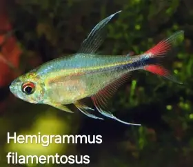Novinka - Hemigrammus filamentosus