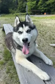 Pejsek Husky s PP 2 roky - Darujeme do dobrých rukou