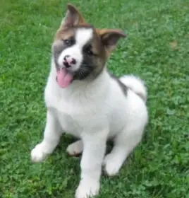 Roztomilá štěňátka Akity do dobrého domova k adopci