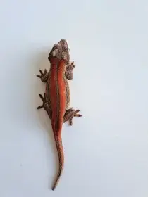 Rhacodactylus auriculatus