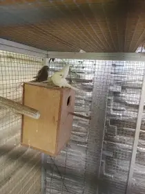 Kakariky
