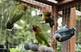 Agapornis hnědohlavý