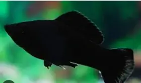 Black Molly