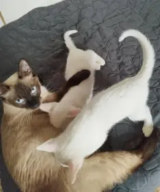 Koťátka Khao Manee