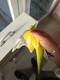 Prodám samici mníška Yellow face