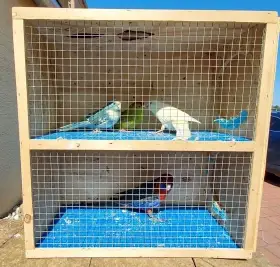 Kakariki