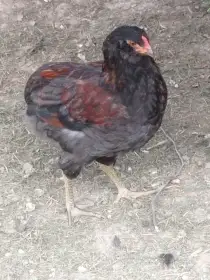 Araukana divoce zbarvená kohout