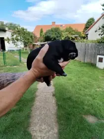 Cane Corso