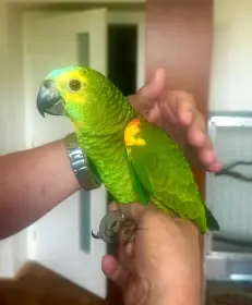 Krotcí amazoňani modročelí a amazoňani venezuelští
