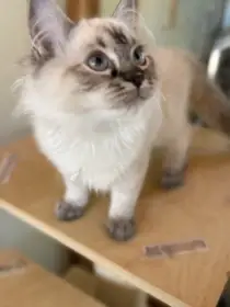 Ragdoll