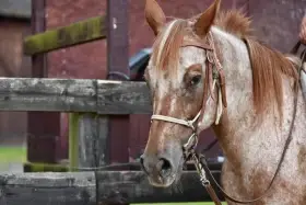 Prodej koně Appaloosa (appha)