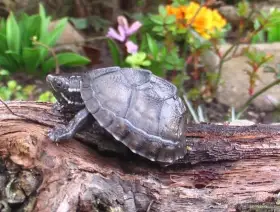 Klapavka obecná(Sternotherus odoratus)
