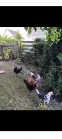 Darujeme kohouty Marans