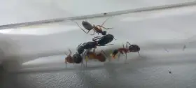 Afričtí mravenci rodu Camponotus