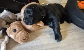 Flat coated retriever – štěňata s PP, volná holčička
