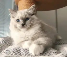 Ragdoll kocourek blue mitted