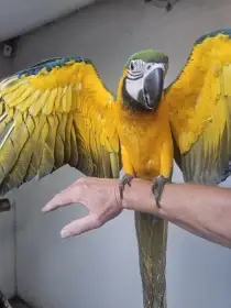 Ararauna prodej