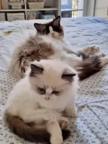 Koťátko Ragdoll s PP