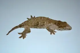 Melanistic r. leachianus Mt. Koghis