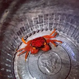 Geosesarma red ruby