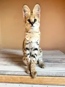 Serval stepní kotě