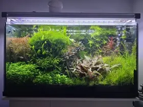 Prodám akvarijní rostliny rotala hra, javsky mech, Bucephalandra