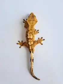 Pagekon řasnatý