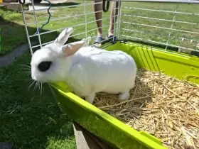 Zakrslý Hototský králík
