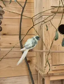 Kakariki rudocely