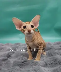 Orientální kocour Zosim Dream Wings